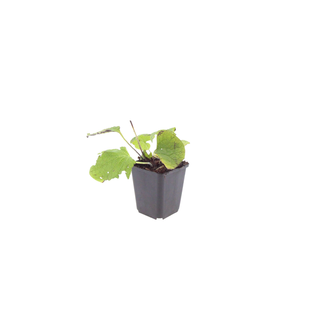 12x Brunnera macrophylla - ↕10-25cm - Ø9cm