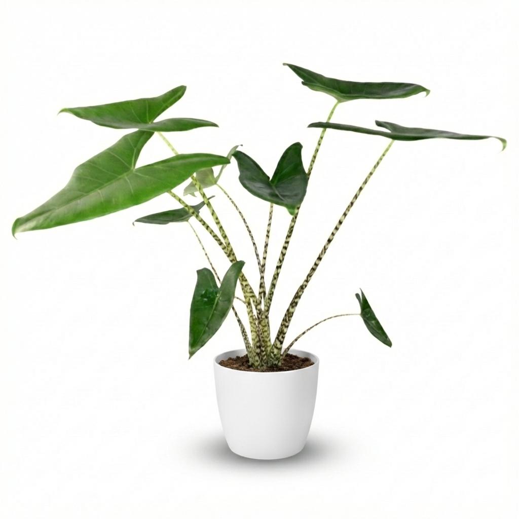 Green boutiQ - Indoor Plant - Elephant Ear - Alocasia Zebrina - Green - Low Maintenance - 1 Plant - with White Potter - Pot 21 cm - Height 70 - 75cm