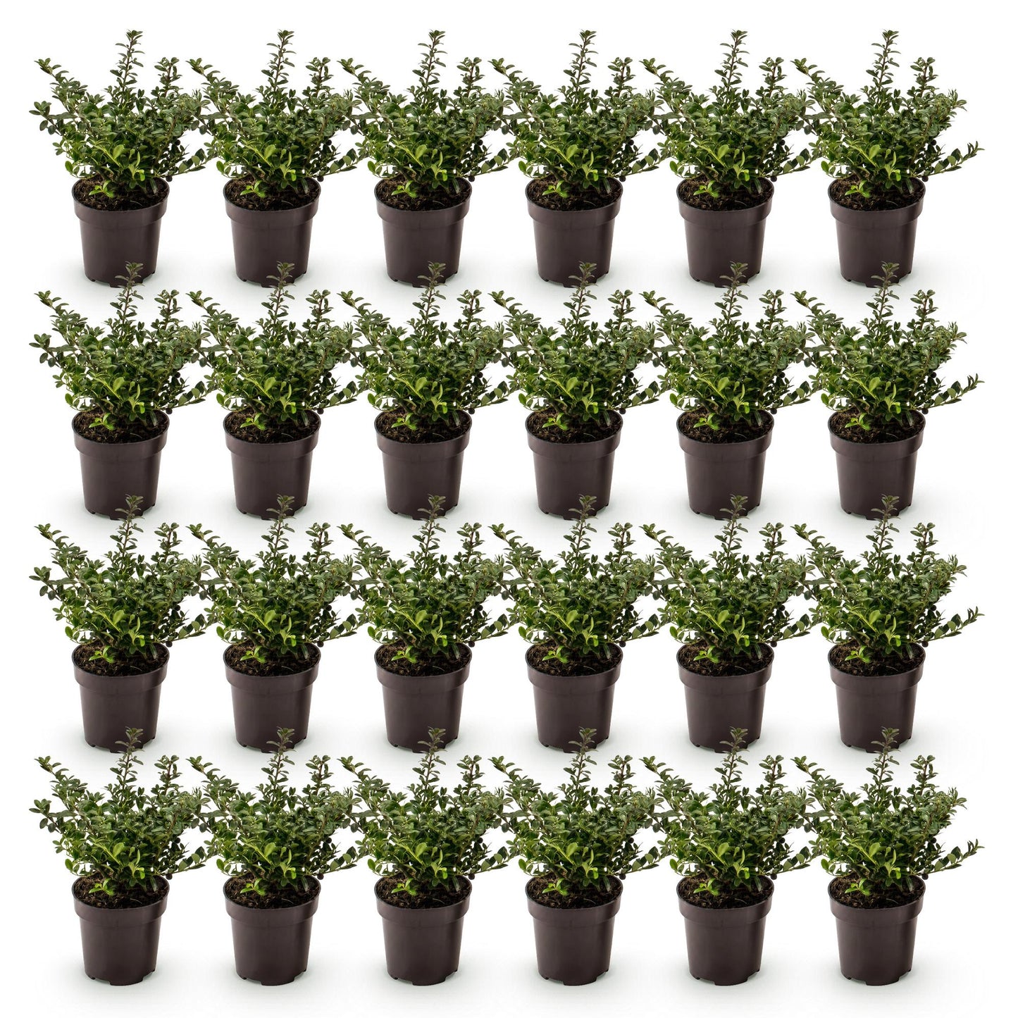Green boutiQ - 24x Ilex crenata Stokes - Japanese Holly - Hedge Plants - Evergreen - Green - Pot 9cm - Height 20-30cm