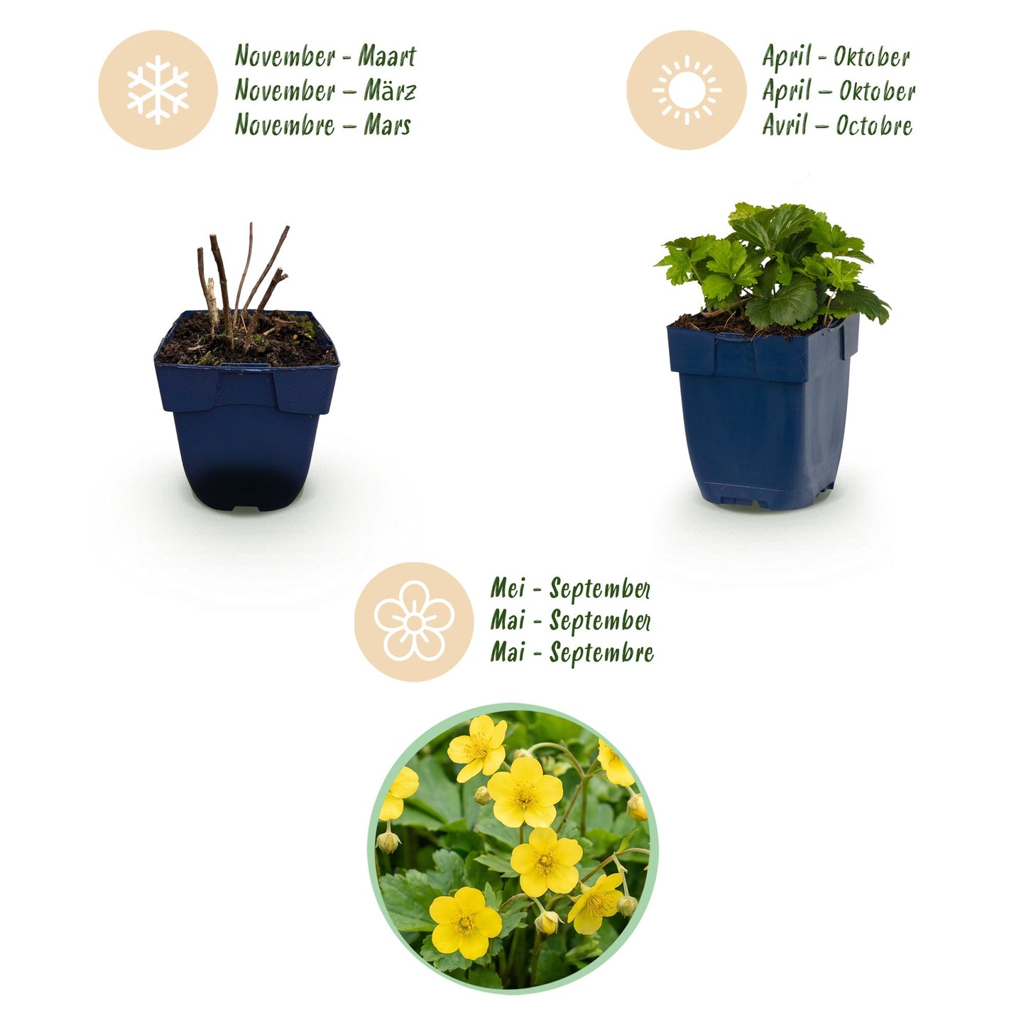 Vasteplant - Waldsteinia ternata - Goudaardbei - Bodembedekkend - Geel - 24 Planten - Pot 11cm - Hoogte 15-25cm