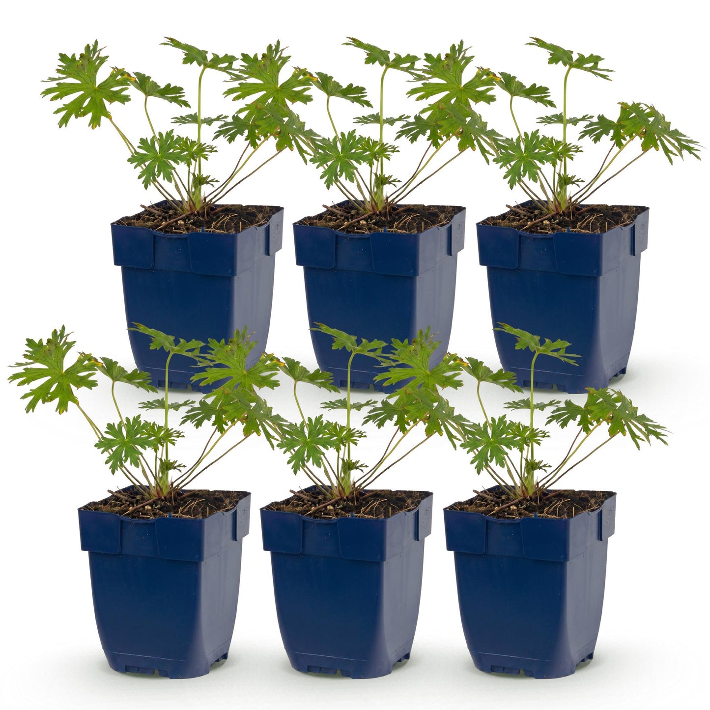 Vasteplant - Geranium Tricolour - Ooievaarsbek - Bodembedekkend - Paars - Roze - Wit - 6 Planten - Pot 11cm - Hoogte 15-25cm