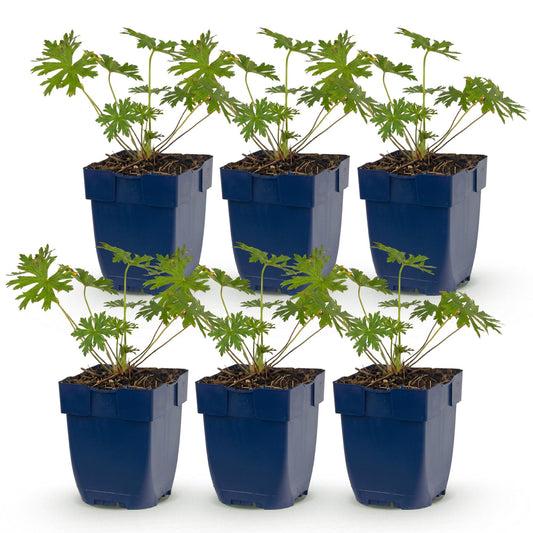 Vasteplant - Geranium Tricolour - Ooievaarsbek - Bodembedekkend - Paars - Roze - Wit - 6 Planten - Pot 11cm - Hoogte 15-25cm