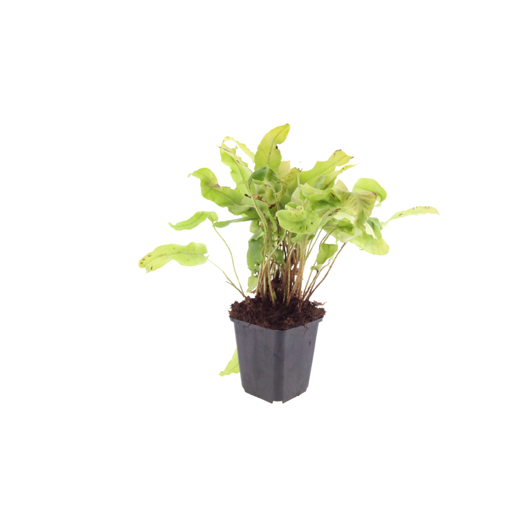 24x Asplenium scolopendrium - ↕10-25cm - Ø9cm