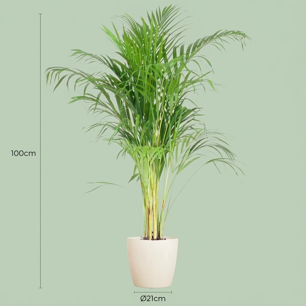 Areca Palm (Dypsis)  with Potter white - 100cm - Ø21