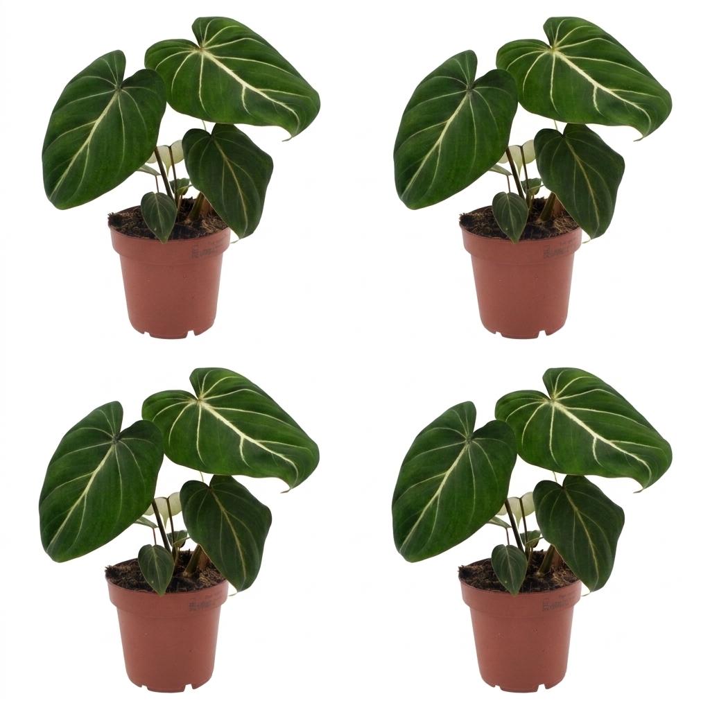 Green boutiQ - Philodendron Gloriosum - Glorious Philodendron - 4 Plants - Pot 12cm - Height - 25cm