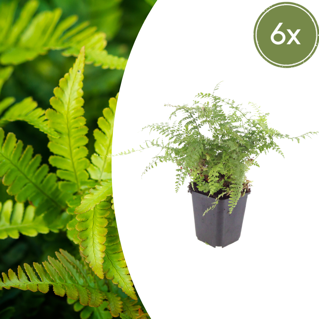 6x Polystichum set. 'Herrenhausen' - ↕10-25cm - Ø9cm