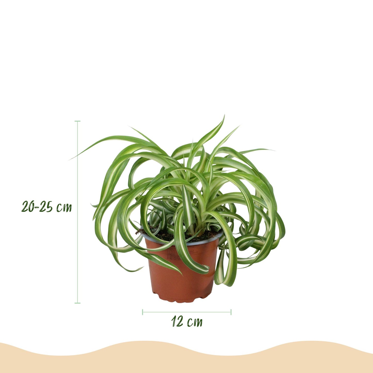 Green boutiQ - Houseplant - Chlorophytum comosum Bonnie - Curly Grass Lily - Pet-Friendly - Colorful - 2 Plants - 12cm Pot - Height 20-25cm