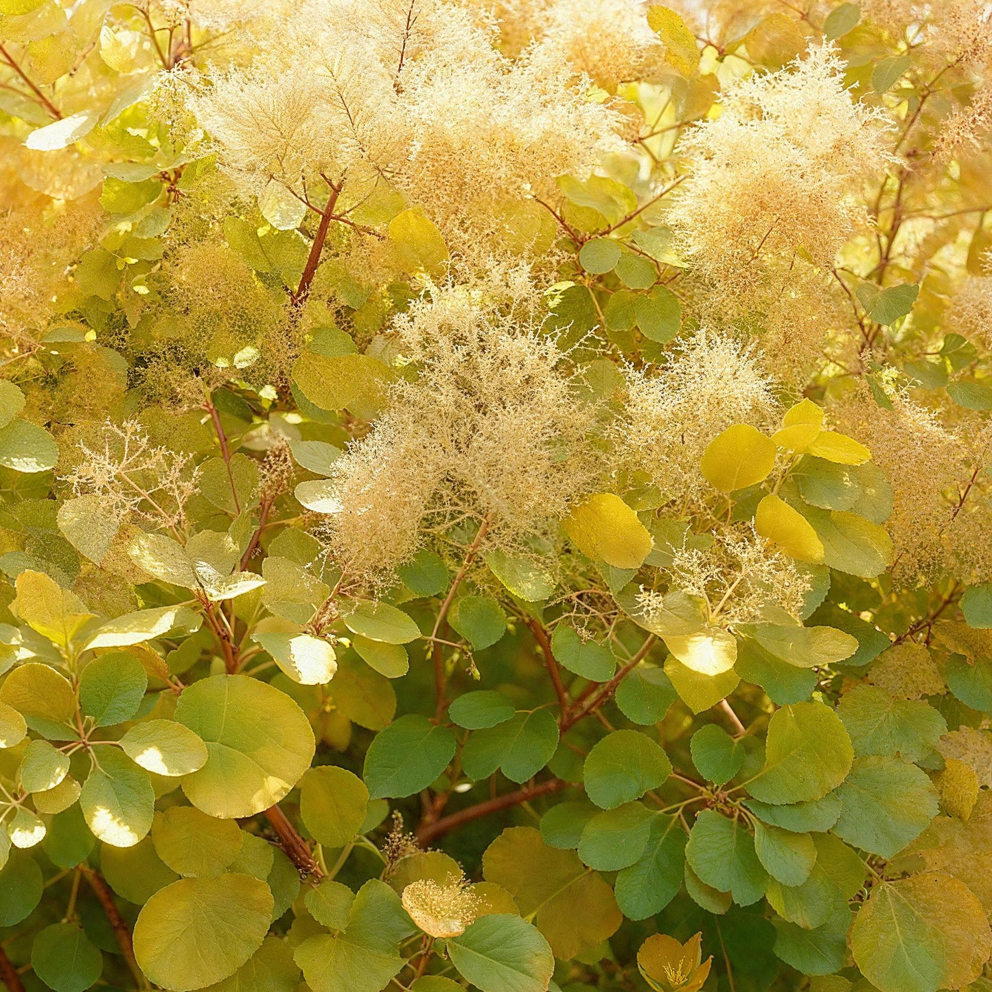 Green boutiQ - Tuinplant - Cotinus coggyria Golden Spirit - Geel - 3 Planten - Bladverliezend - Weinig Onderhoud - Pot 12cm Hoogte 35cm