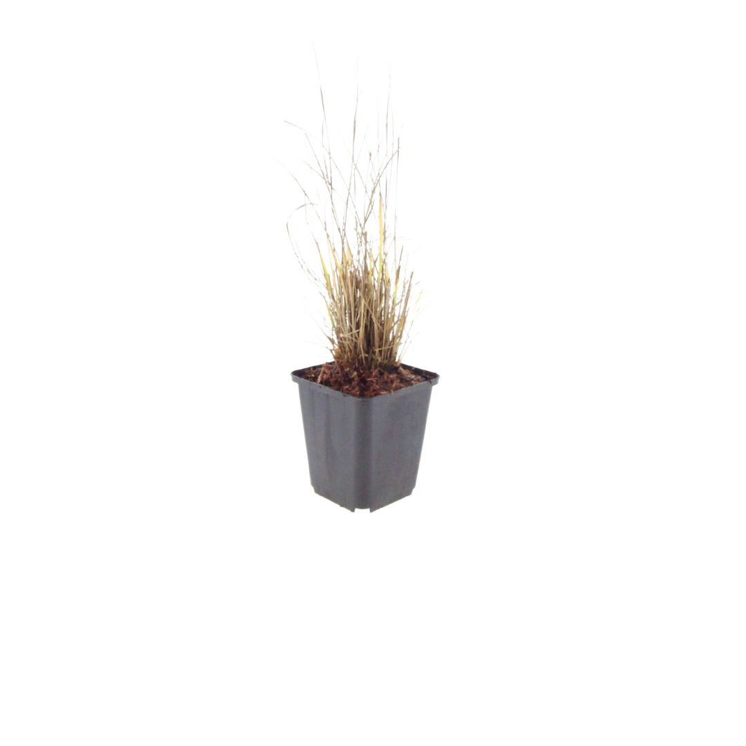 6x Calamagrostis brachytricha - ↕10-25cm - Ø9cm