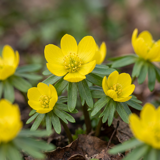 200x Eranthis Cilicica - Cilician Winter Aconite - Yellow - Spring bloomer - Bulb size 4/5