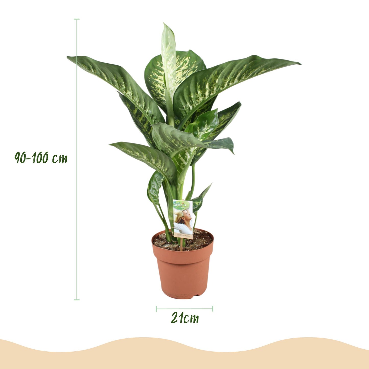 Green boutiQ - Houseplants - Dieffenbachia Tropic Snow - Dieffenbachia - Low maintenance - with Potter Grey - Variegated - 1 Plant - with Potter Grey - Pot 21cm - Height 90-100cm