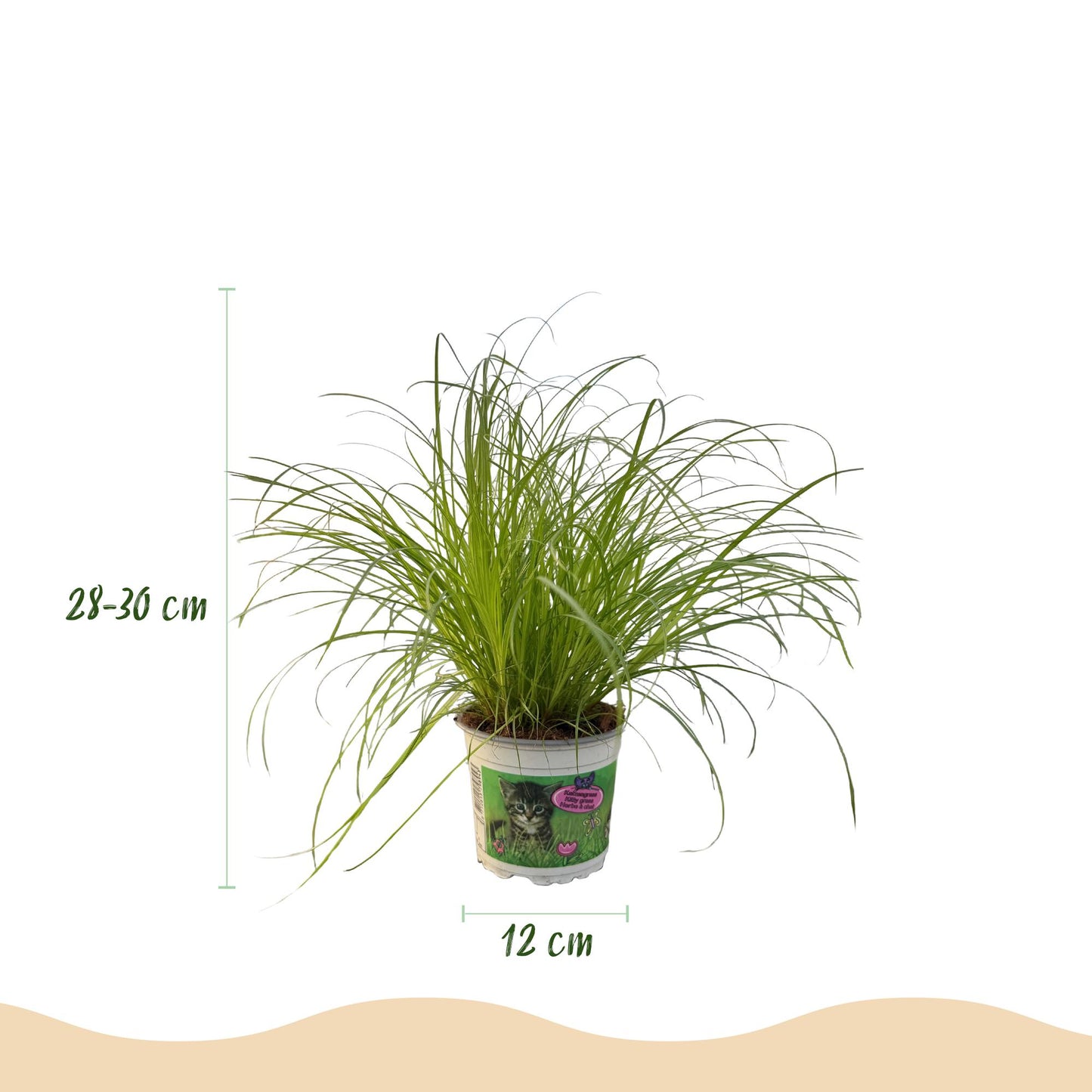 Green boutiQ - Houseplant - Cyperus alternifolius Zumula - Cat grass - Pet-friendly - Green - 4 Plants - 12cm Pot - Height 28-30cm