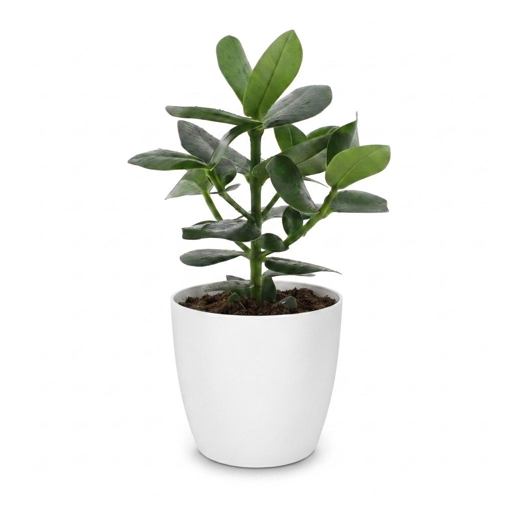 Clusia Princess - Clusia - 1 Plant - with White Pot - Pot 12cm - Height - 40cm