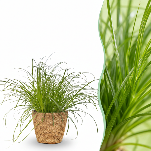 Houseplant - Cyperus alternifolius Zumula - Cat Grass - Pet-Friendly Plant - Green - 1 Plant - with Basket - Pot 12cm - Height 20cm