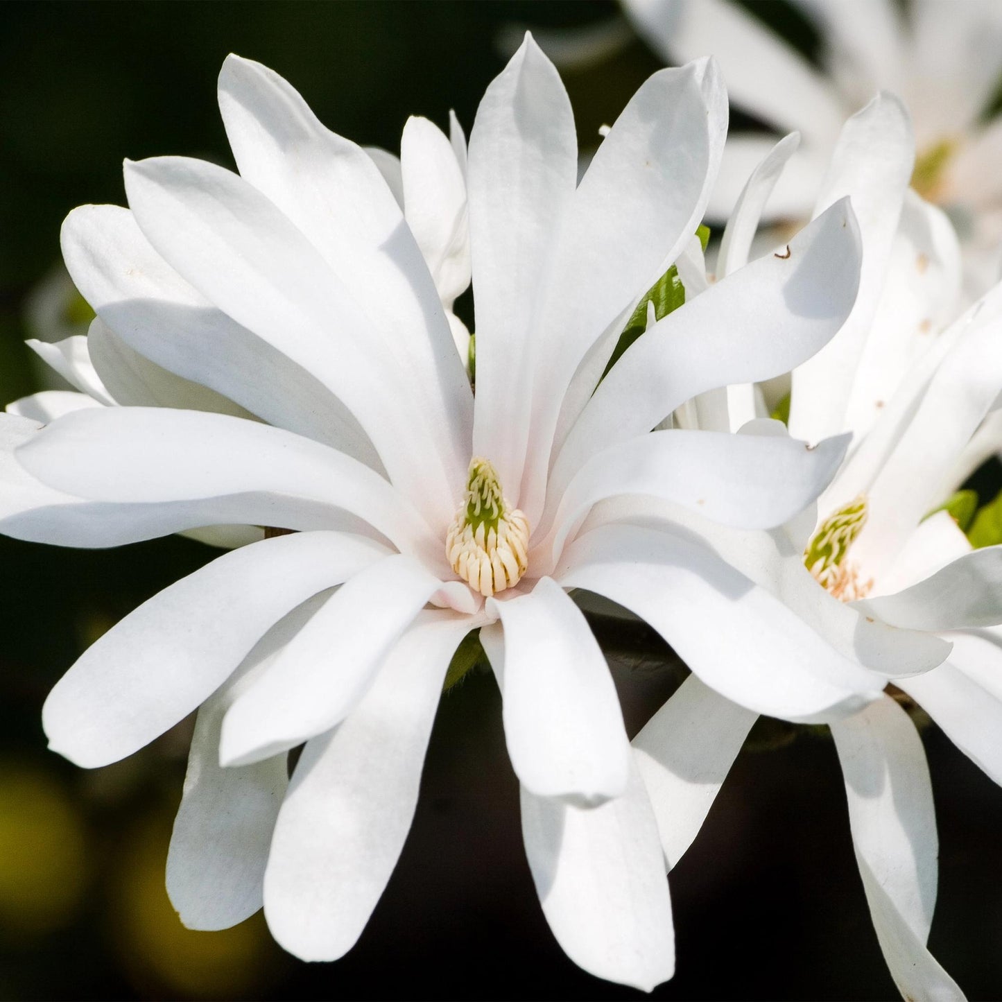 Green boutiQ - Plant on Stem - Magnolia stellata - Terrace Plant - Deciduous - Winter Hardy - White Flower - Pot 19cm Height 90cm