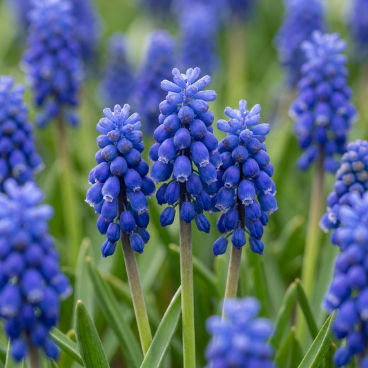 800x Muscari Armeniacum - Armenian Grape Hyacinth - Blue - Naturalizing Bulb - Bulb Size 7/8