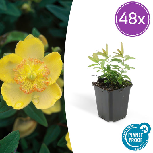 48x Hypericum calycinum - ↕10-25cm - Ø9cm