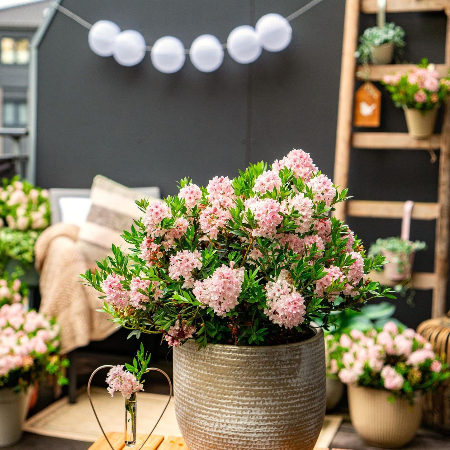 Green boutiQ - Dwerg Rhododendron - Rhododendron Bloombux Light Pink - Bloeiende Buxus - Weinig Onderhoud - Licht Roze Bloem - 6 Planten - Pot 10,5cm - Hoogte 20-25cm