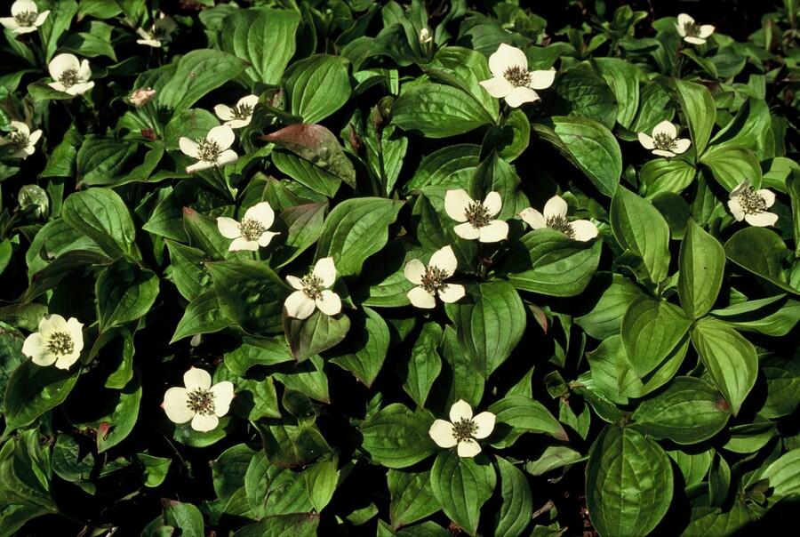 48x Cornus canadensis - ↕10-25cm - Ø9cm