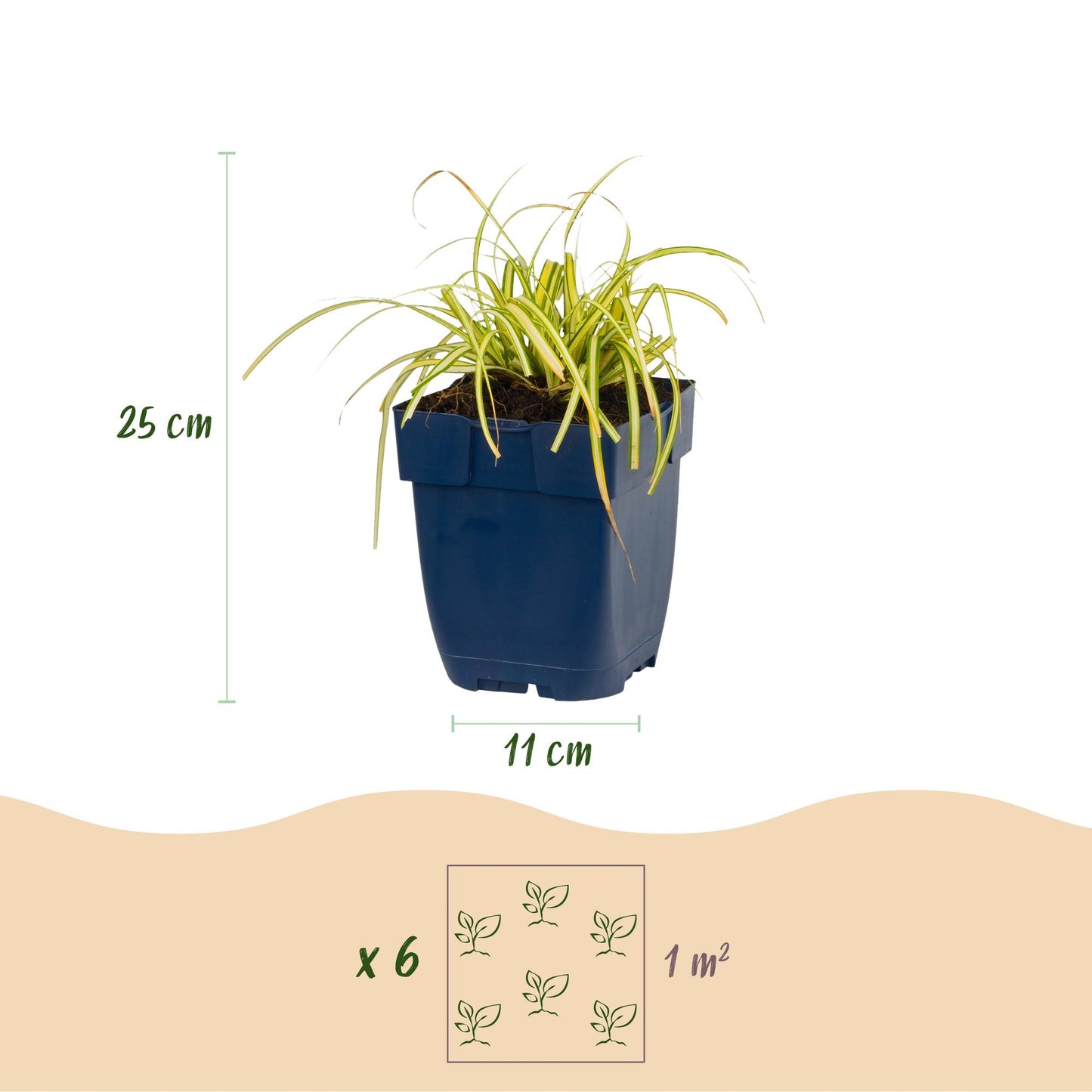 Graminacee - Carex oshimensis Evergold - Carice giapponese - Sempreverde - Giallo-verde - 6 Piante - Vaso 11cm - Altezza 15-25cm