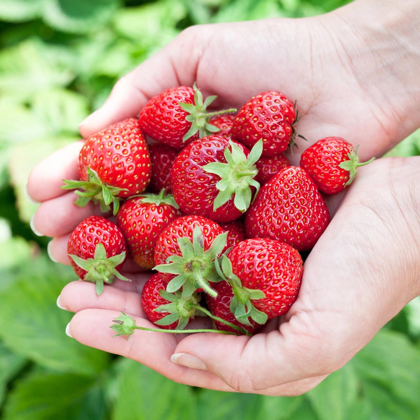 Green boutiQ - Fruitplanten - Aardbei - Fragaria Elvira - Winterhard - 3 Planten - Pot 9 cm - Rode Aardbei