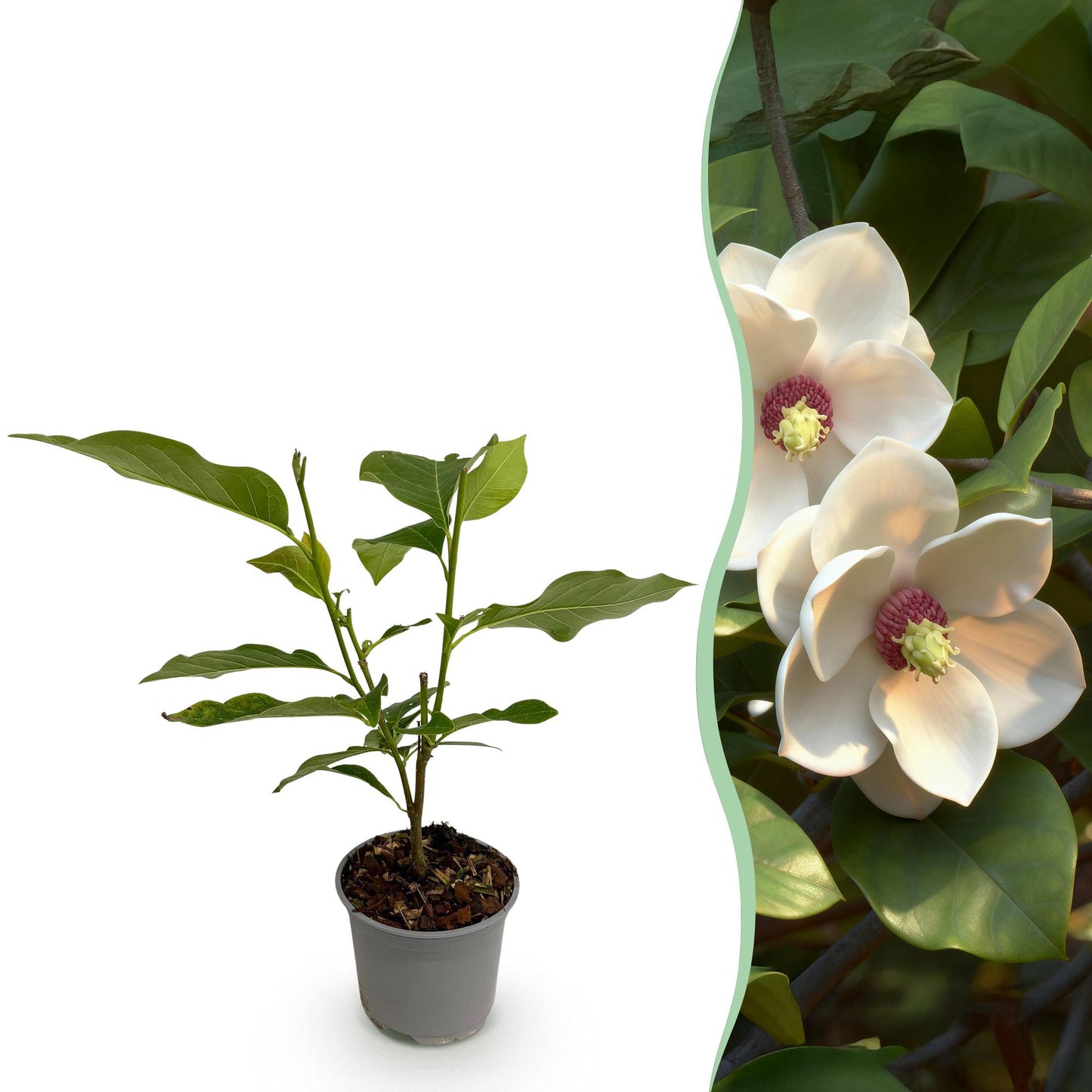 Tuinplant - Magnolia sieboldii - Bloem Wit-Rood - 1 Plant - Bladverliezend - Weinig Onderhoud -Pot 12cm Hoogte 30cm