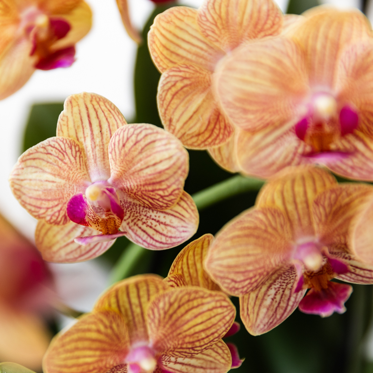Kolibri Orchids | Orchidea Phalaenopsis Arancione - Giamaica + Vaso a Strisce Dipinte Arancione - Dimensioni del Vaso Ø9cm | Pianta da Appartamento Fiorita - Fresca dal Coltivatore