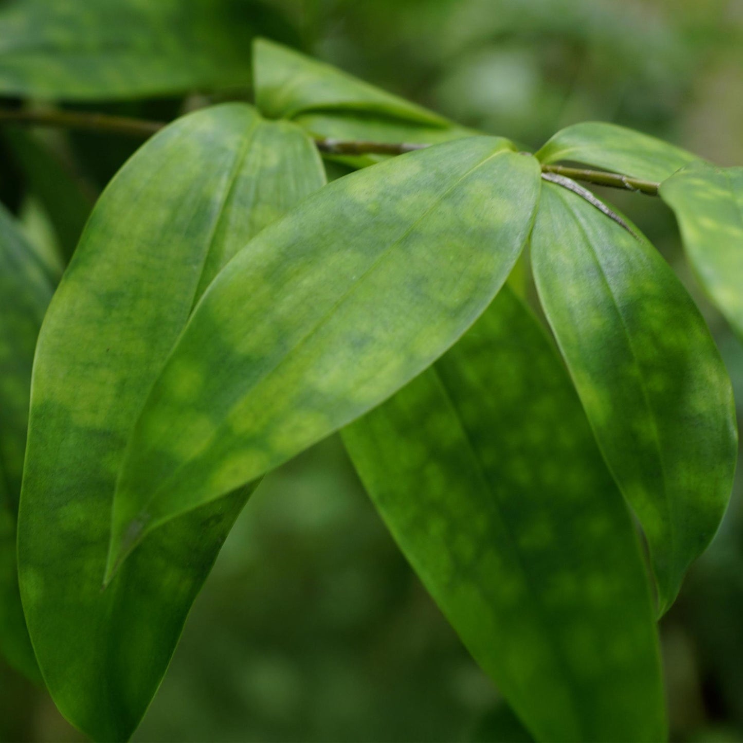 Green BoutiQ - Green is... Houseplants - Dracaena surculosa - Dragon tree - Low maintenance - Green - 2 Plants - Pot 17cm - Height 60-70cm