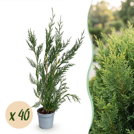 Green boutiQ - 40x Cupressocyparis leylandii 2011 - Leylandii - Hedge Plants - Evergreen - Green - Pot 9cm - Height 30-40cm