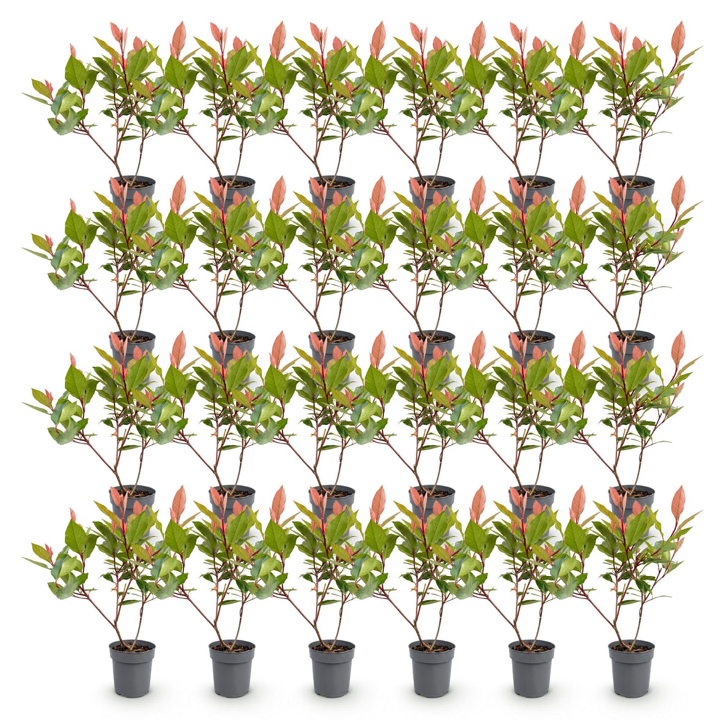 Green boutiQ - 24x Photinia fraseri Little Red Robin - Glossy Mispel - Hedge Plants - Evergreen - Red - Pot 9cm - Height 25-35cm