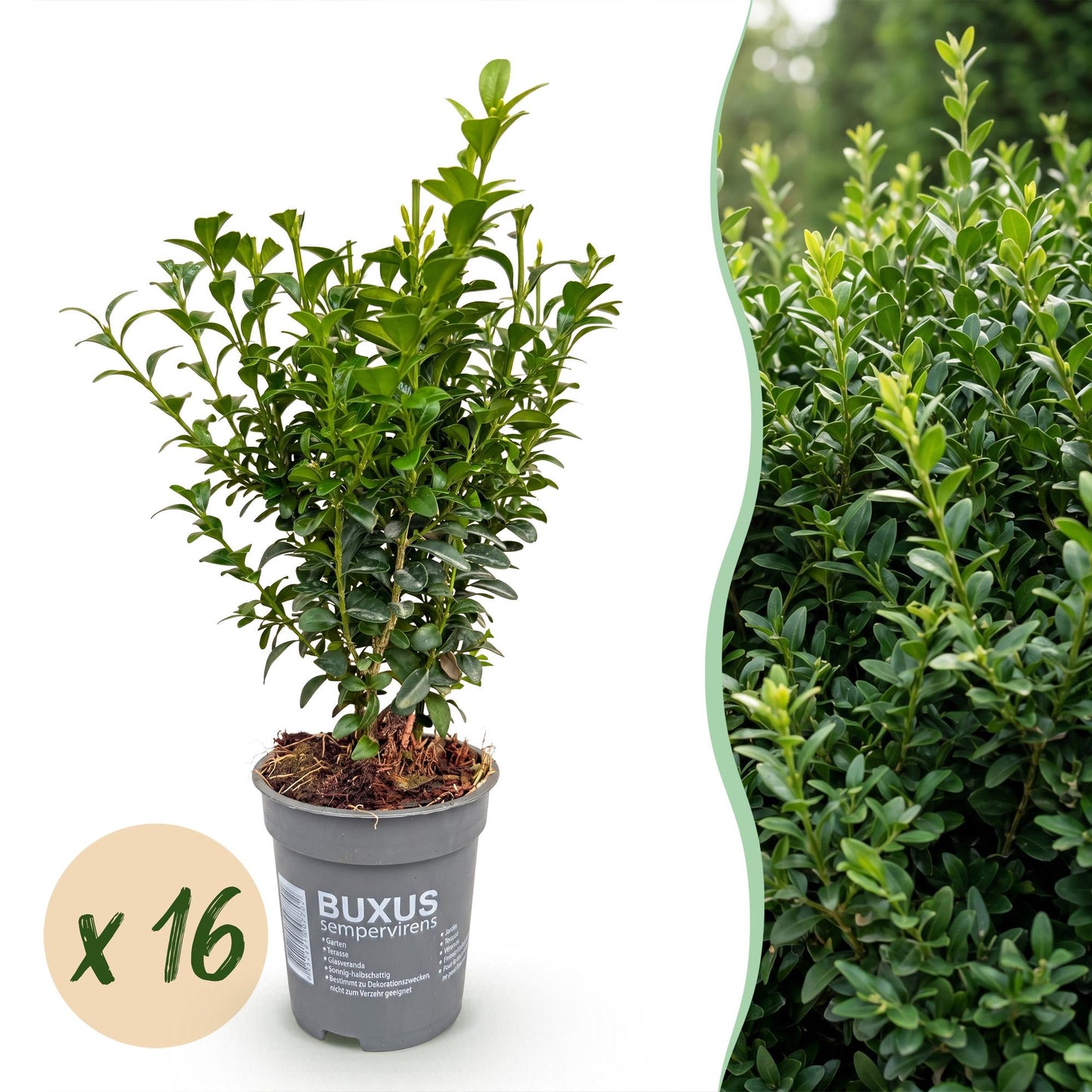 Green boutiQ - 16x Buxus sempervirens - Palm Tree - Hedge Plants - Evergreen - Green - Pot 9cm - Height 20-25cm