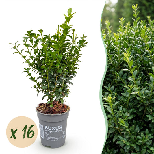Green boutiQ - 16x Buxus sempervirens - Palm Tree - Hedge Plants - Evergreen - Green - Pot 9cm - Height 20-25cm