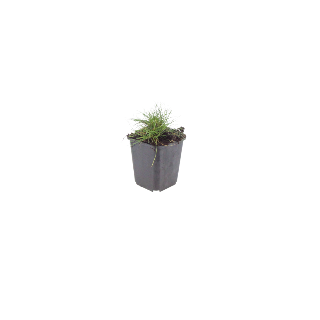 60x Festuca gautieri - ↕10-25cm - Ø9cm