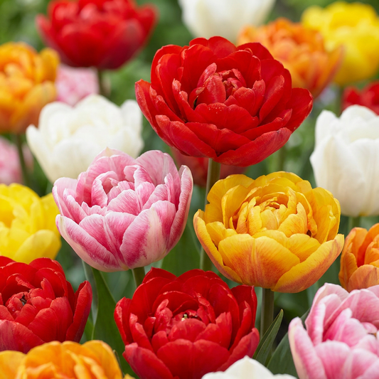 120x Tulipa Double mix - Gevulde tulp mix - Diversen - Voorjaarsbloeier - Bolmaat 11/13
