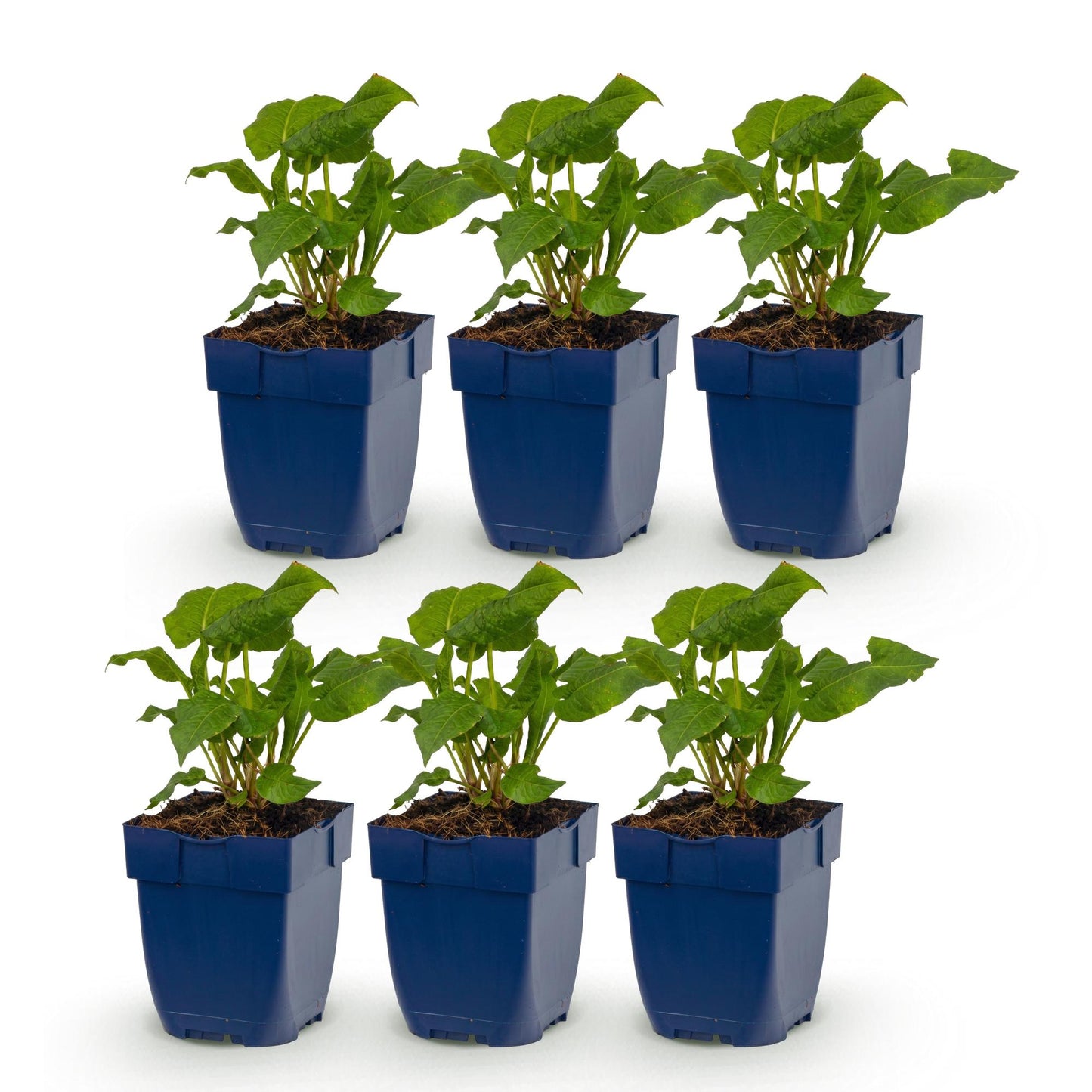 Green boutiQ - Plante vivace - Persicaria ampl. Alba - Renouée - Ombre - Blanc - 6 Plantes - Pot 11 cm - Hauteur 15-25 cm