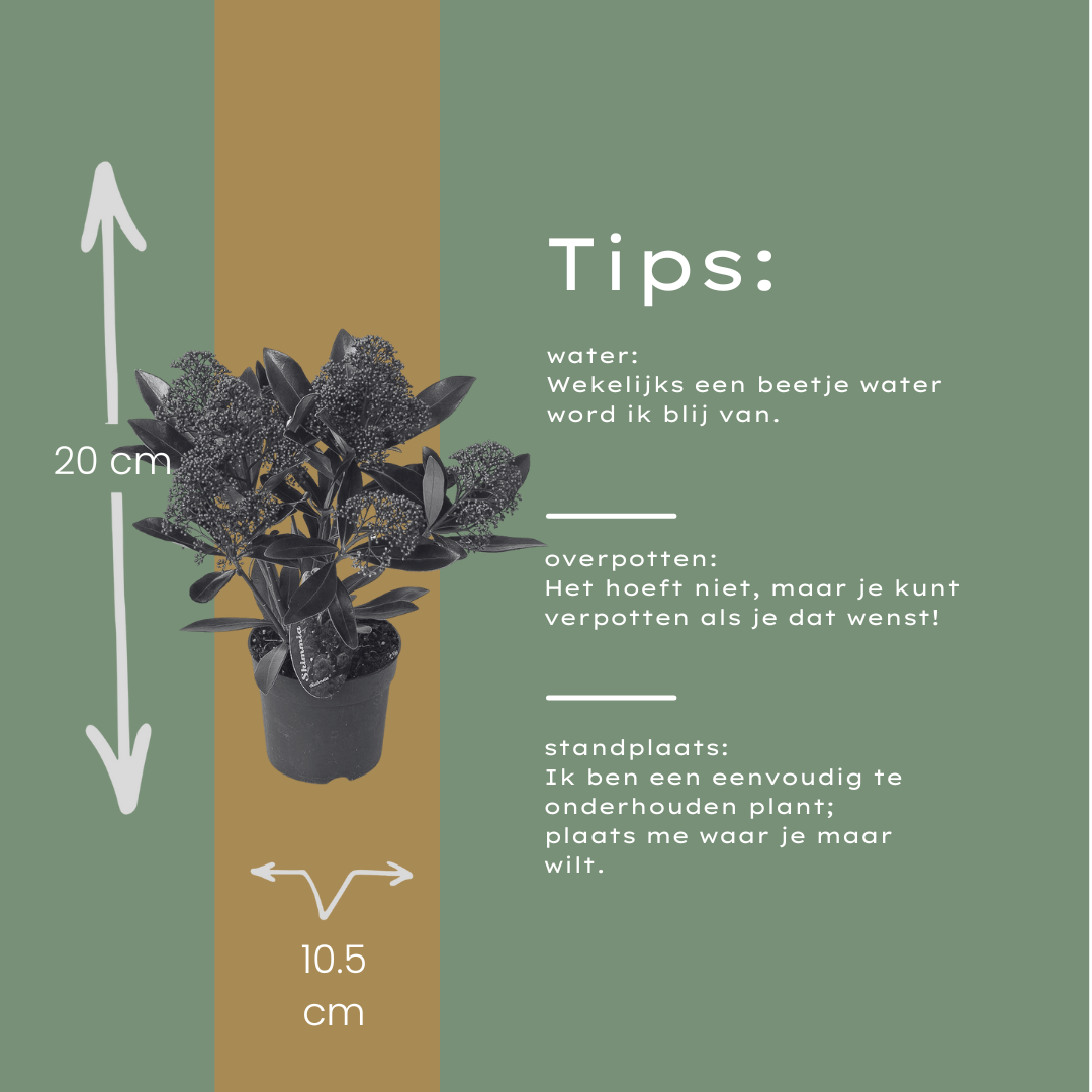 Set di 3 Skimmia 'Rubella' – Ø10,5 cm – ↨ 20-25 cm