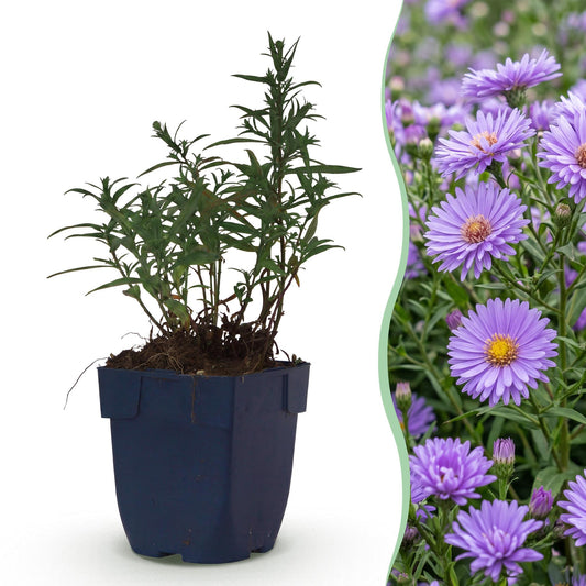 Perennial - Aster (D) Mediterranean - Sea Aster - Bee and Butterfly Attractor - Purple - 1 Plant - Pot 11cm - Height 15-25cm