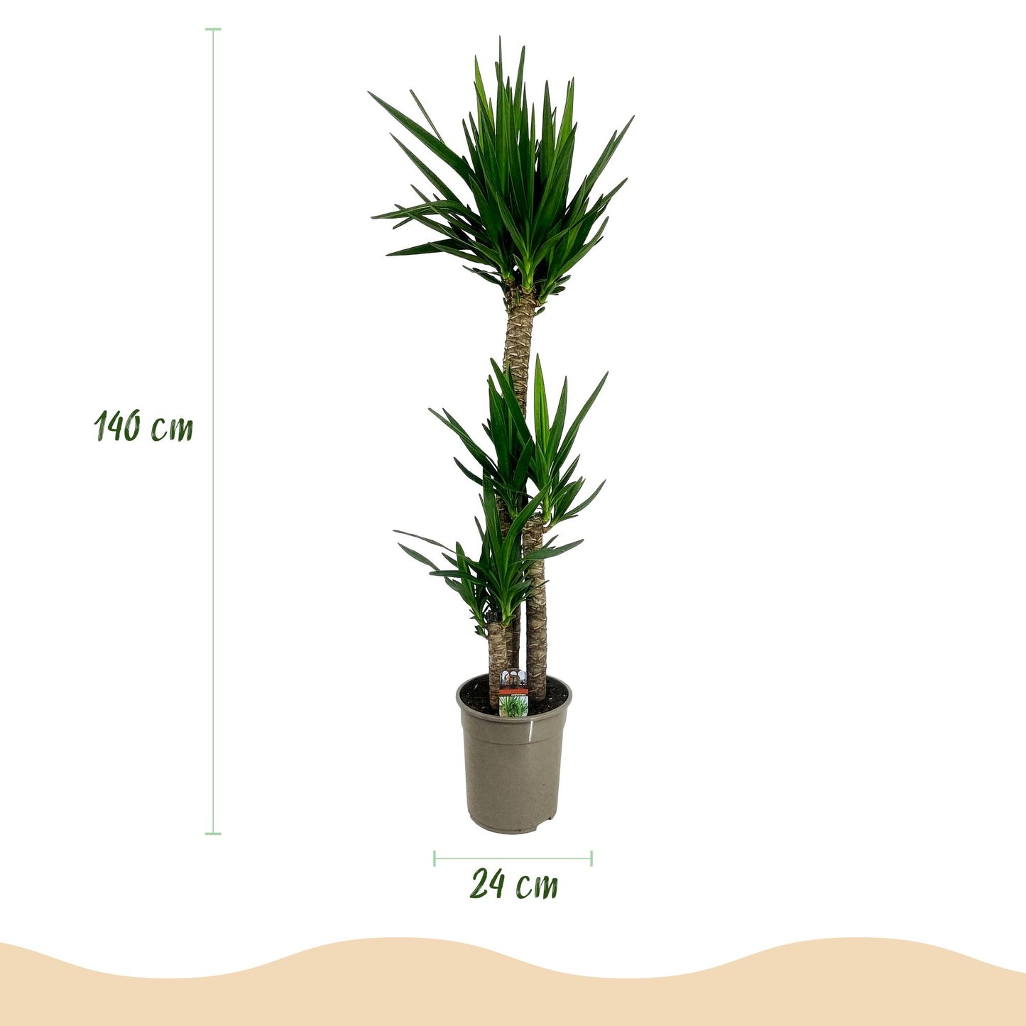 Green boutiQ - House Plant - Yucca elephantipes - Yucca - Low Maintenance - Green - 1 - Pot 24cm - Height 140cm