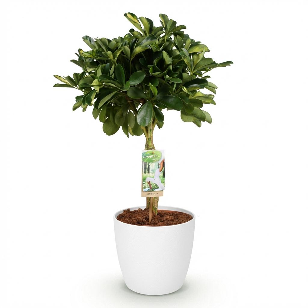 Green boutiQ - House Plants - Schefflera Gold Capelle - Finger Tree - Low Maintenance - Green - Gold - 1 Plant - with Potter White - Pot 21cm - Height 70-81cm