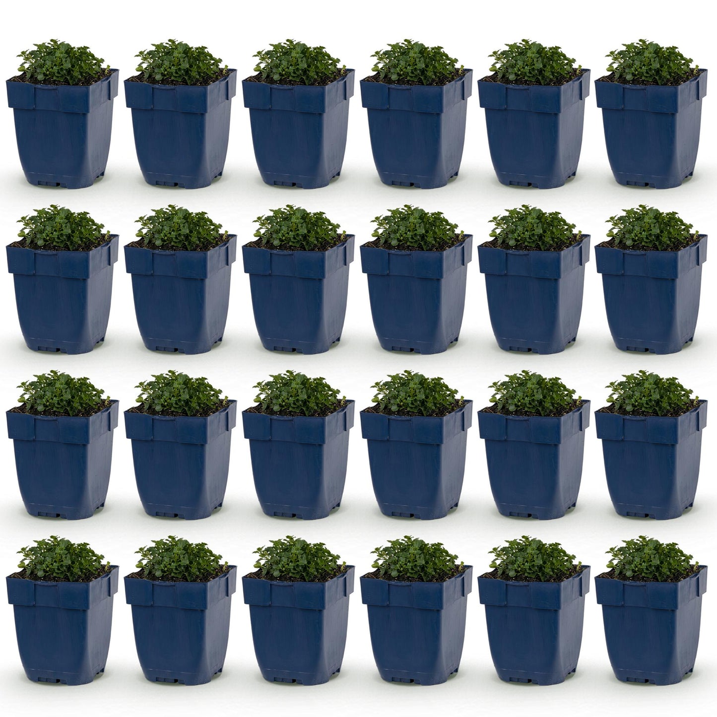 Green boutiQ - Plante vivace - Campanula portenschlagiana - Cloche à feuille de pêche - Couverture du sol - Rose - 24 Plantes - Pot 11cm - Hauteur 15-25cm