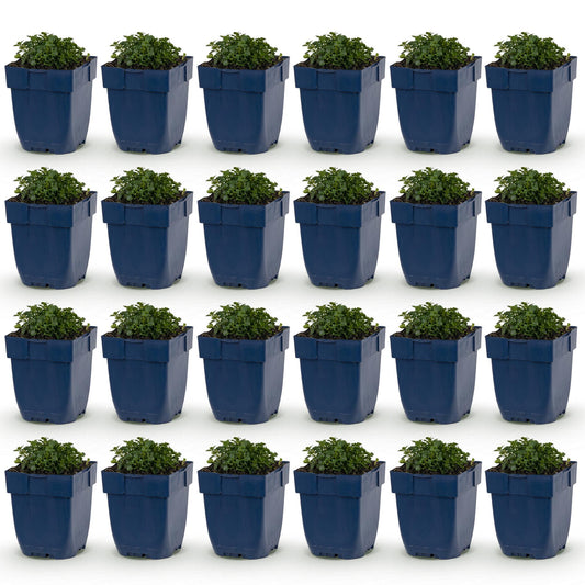 Green boutiQ - Plante vivace - Campanula portenschlagiana - Cloche à feuille de pêche - Couverture du sol - Rose - 24 Plantes - Pot 11cm - Hauteur 15-25cm