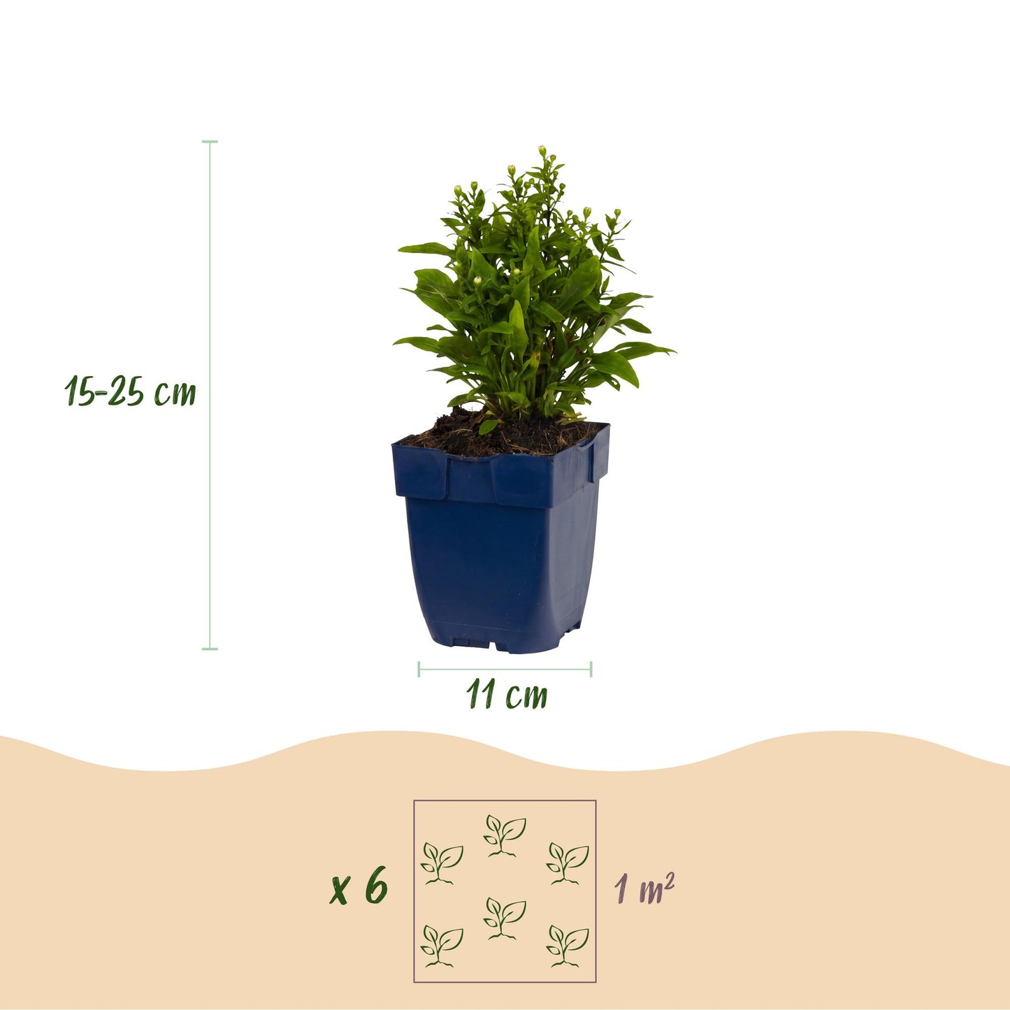 Perennial - Aster (D) Schneekissen - Sea Aster - Bee and Butterfly Attractor - White - 1 Plant - Pot 11cm - Height 15-25cm