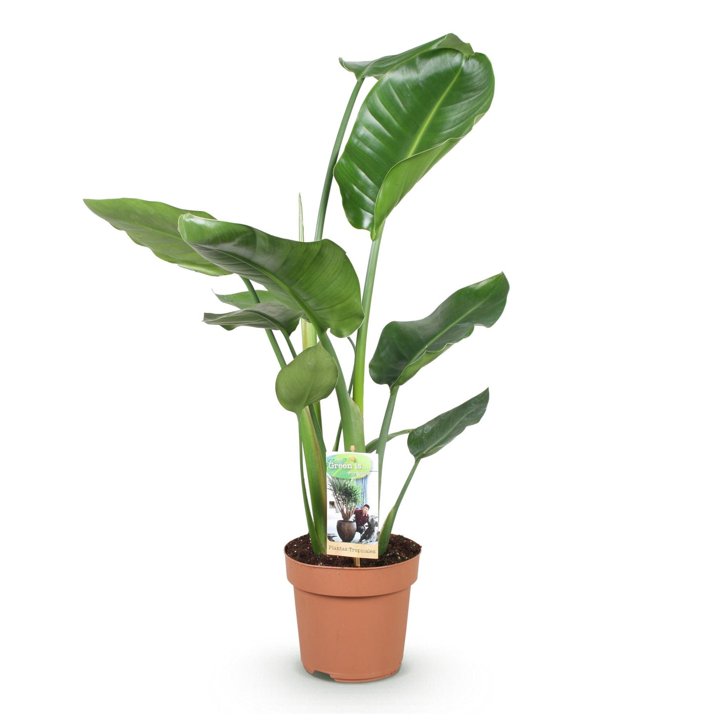 Green is... Piante da interno - Strelitzia Nicolai - Uccello del Paradiso - Poca manutenzione - Verde - 1 Pianta - Vaso 17cm - Altezza 70-90cm