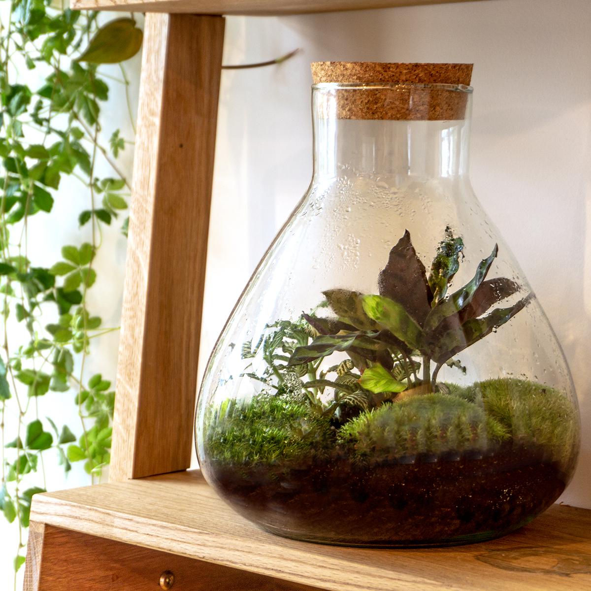 Terrarium bottle - Model: Sammie - Bottle Garden ↑ 26.5 cm