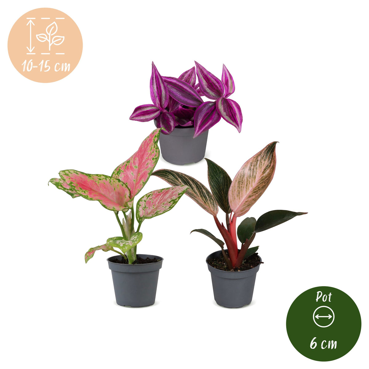 3x Baby Paradise Mix - Diversen - Tropisch - Ø6cm - ↕10-15cm