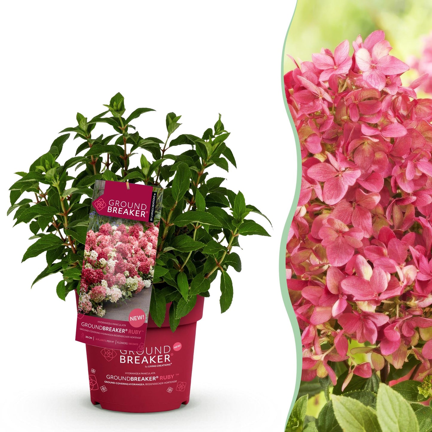 Green boutiQ - Pianta da giardino - Hydrangea paniculata Groundbreaker Ruby - Ortensia paniculata - Resistente al freddo - Rossa - 1 Pianta - Vaso 14cm - Altezza 20-25cm