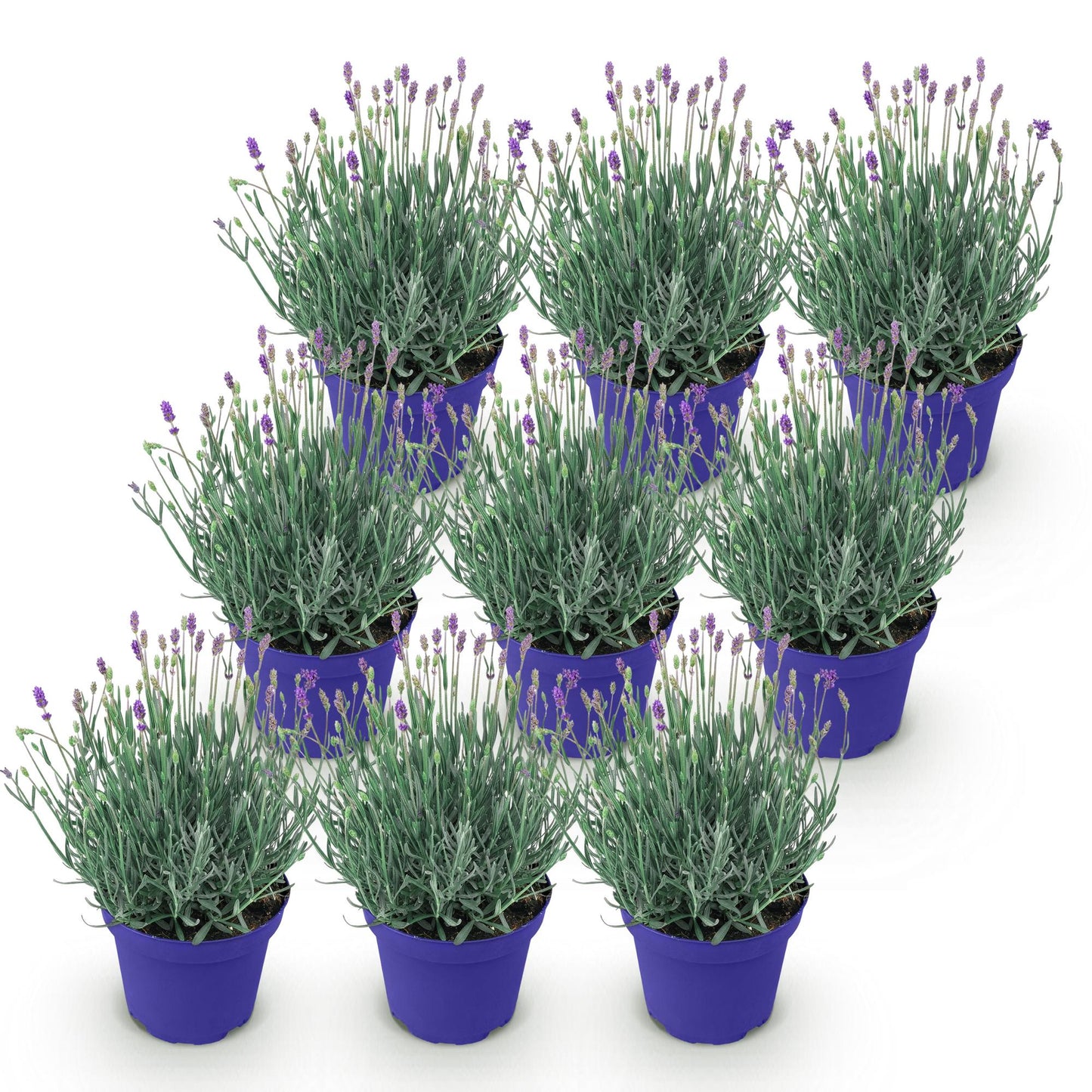 Green boutiQ - Garden Plant - Lavandula angustifolia Hidcote - Lavender - Hardy - Purple - 9 Plants - Pot 12cm - Height 15-25cm
