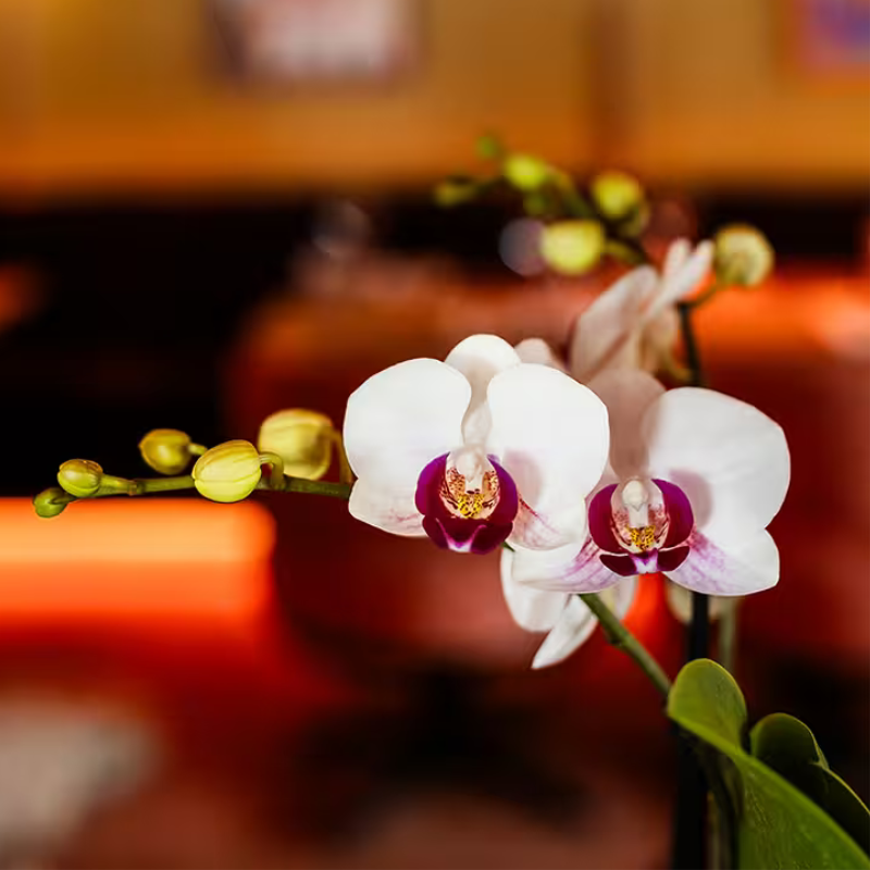 Kolibri Orchids | Set regalo Retro White | Orchidea Gibilterra bianca Ø9cm + pianta verde Ø6cm – inclusi vasi decorativi e vassoio bianco – freschi dal coltivatore