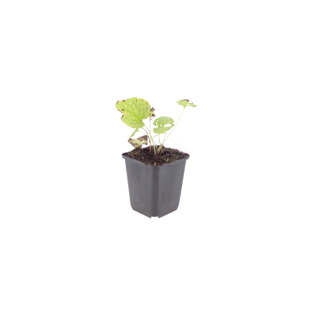 48x Brunnera macr. 'Jack Frost' - ↕10-25cm - Ø9cm