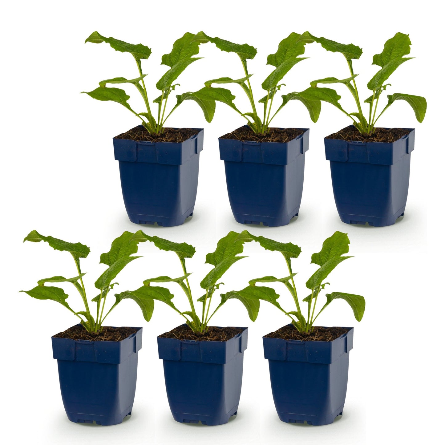 Green boutiQ - Perennial - Echinacea purp. Alba - Coneflower - Bee and butterfly attractors - White - 6 Plants - Pot 11cm - Height 15-25cm